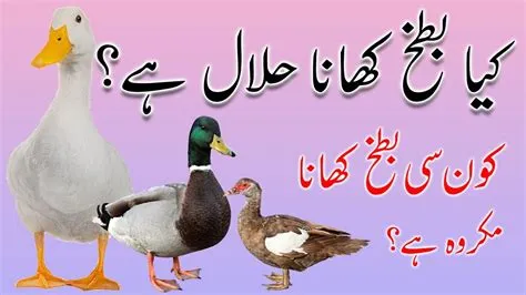 Is duck halal or haram