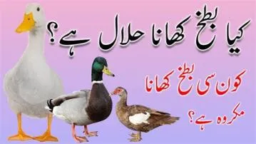 Is duck halal or haram?