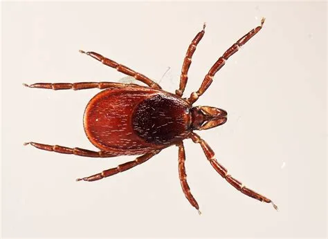 Why is it called a tick