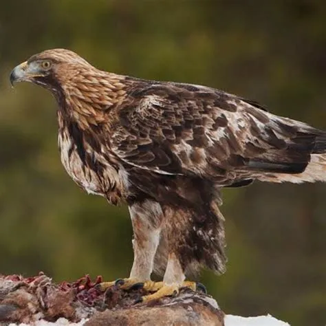 What is the strongest living bird