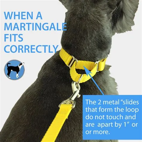 Is a martingale collar better than a slip lead