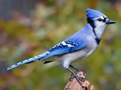 What color is a blue jay