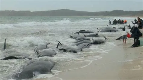 Why are 200 whales stranded