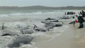 Why are 200 whales stranded?
