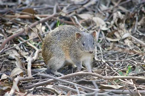 Is there a real bandicoot