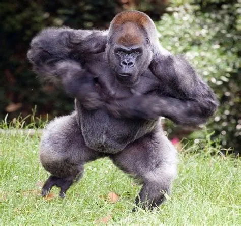 Who is stronger than gorilla