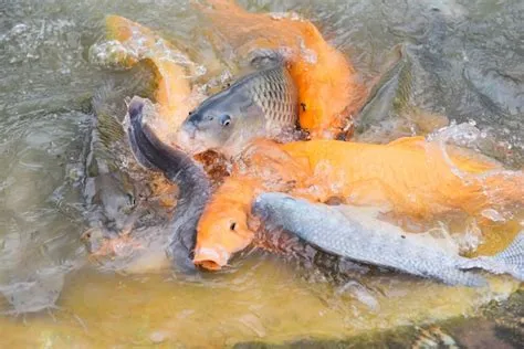 Can you eat golden carp