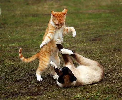 Why do friendly cats fight