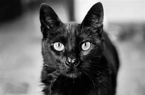 Are black cats friendly