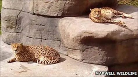 Can you take cheetah home