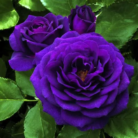 Is purple rose real