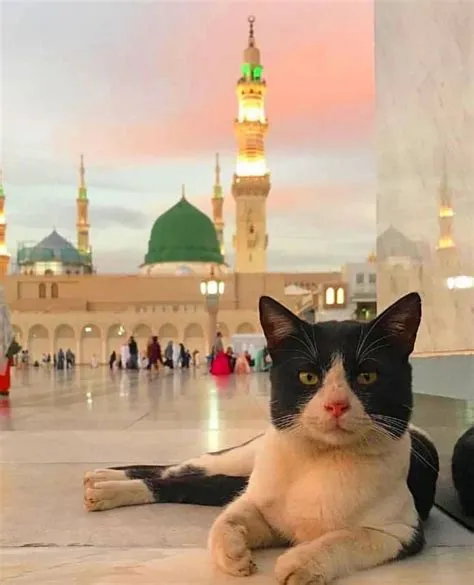 Can i kiss my cat in islam