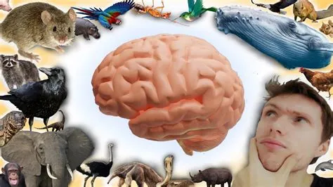 What animal brain is closest to humans