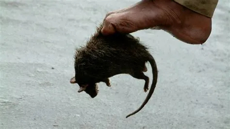 Is killing rats illegal in india