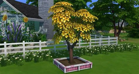 How do you get a money tree in sims 4