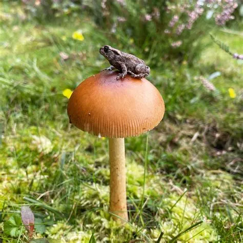 What kind of mushroom is toad