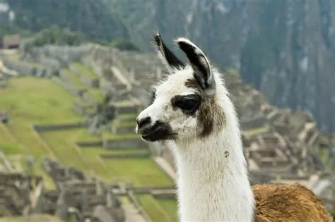 What does llama flu look like