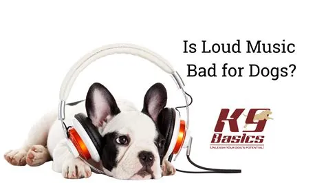 Is loud music bad for dogs